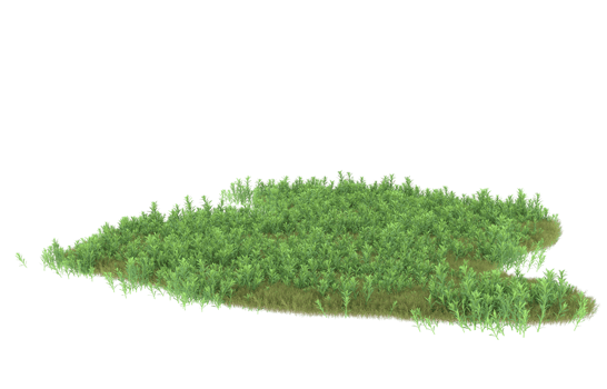 Realistic foliage isolated on transparent background. 3d rendering - illustration png