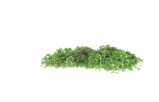 Realistic foliage isolated on transparent background. 3d rendering - illustration png