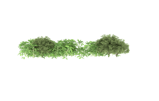 Realistic foliage isolated on transparent background. 3d rendering - illustration png