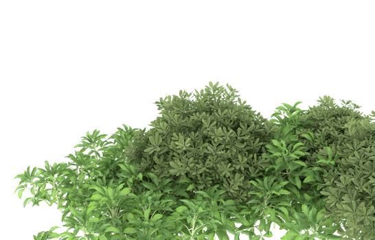 Realistic foliage isolated on transparent background. 3d rendering - illustration png