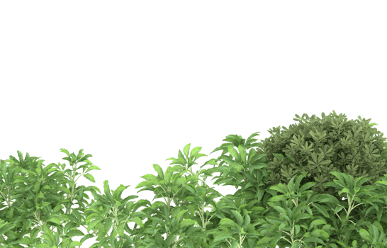 Realistic foliage isolated on transparent background. 3d rendering - illustration png