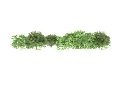 Realistic foliage isolated on transparent background. 3d rendering - illustration png