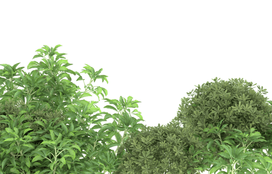 Realistic foliage isolated on transparent background. 3d rendering - illustration png
