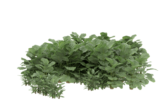 Realistic foliage isolated on transparent background. 3d rendering - illustration png