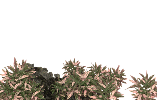 Realistic foliage isolated on transparent background. 3d rendering - illustration png