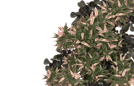 Realistic foliage isolated on transparent background. 3d rendering - illustration png