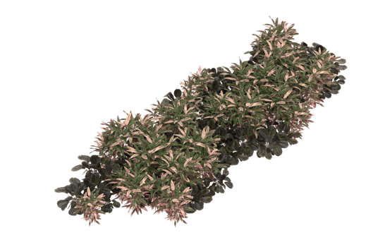 Realistic foliage isolated on transparent background. 3d rendering - illustration png