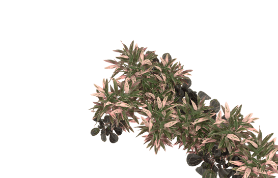 Realistic foliage isolated on transparent background. 3d rendering - illustration png