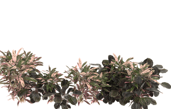 Realistic foliage isolated on transparent background. 3d rendering - illustration png