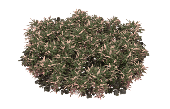 Realistic foliage isolated on transparent background. 3d rendering - illustration png