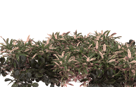 Realistic foliage isolated on transparent background. 3d rendering - illustration png