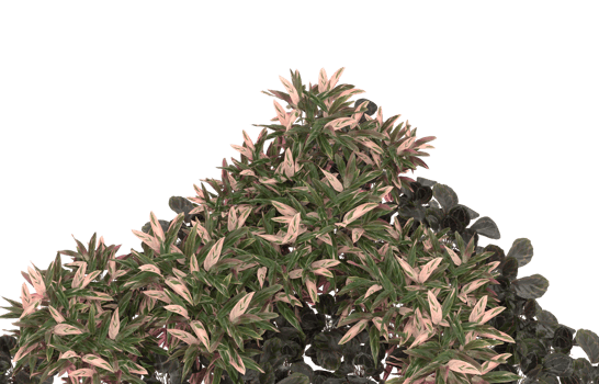 Realistic foliage isolated on transparent background. 3d rendering - illustration png