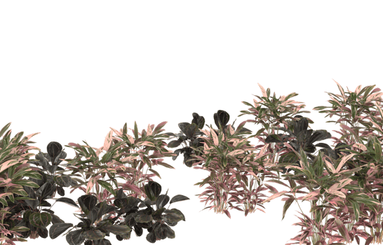 Realistic foliage isolated on transparent background. 3d rendering - illustration png