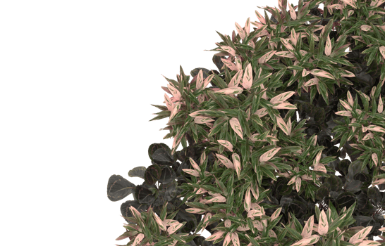 Realistic foliage isolated on transparent background. 3d rendering - illustration png