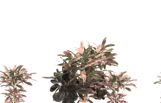 Realistic foliage isolated on transparent background. 3d rendering - illustration png