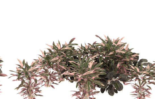 Realistic foliage isolated on transparent background. 3d rendering - illustration png