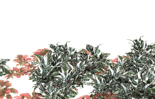 Realistic foliage isolated on transparent background. 3d rendering - illustration png