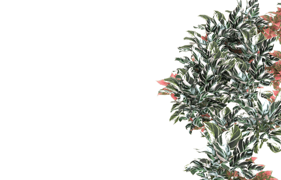 Realistic foliage isolated on transparent background. 3d rendering - illustration png