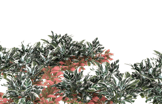Realistic foliage isolated on transparent background. 3d rendering - illustration png