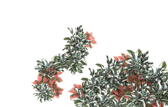 Realistic foliage isolated on transparent background. 3d rendering - illustration png
