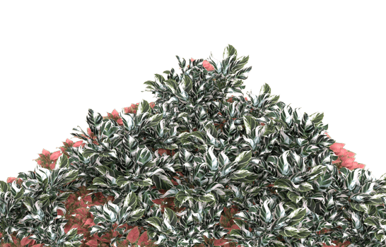 Realistic foliage isolated on transparent background. 3d rendering - illustration png