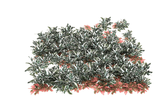 Realistic foliage isolated on transparent background. 3d rendering - illustration png