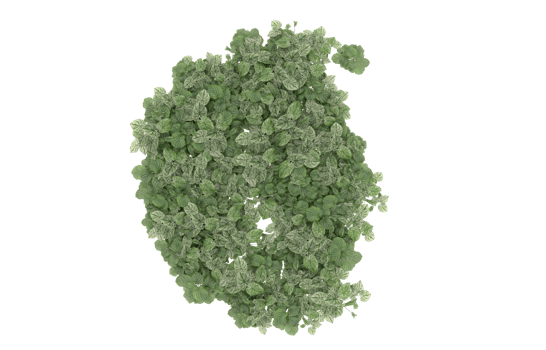 Realistic foliage isolated on transparent background. 3d rendering - illustration png