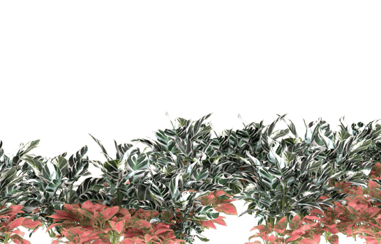Realistic foliage isolated on transparent background. 3d rendering - illustration png