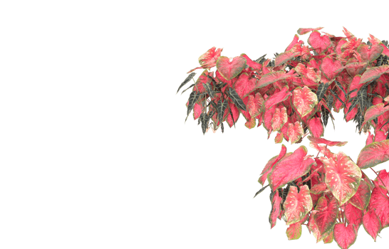 Realistic foliage isolated on transparent background. 3d rendering - illustration png