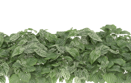 Realistic foliage isolated on transparent background. 3d rendering - illustration png