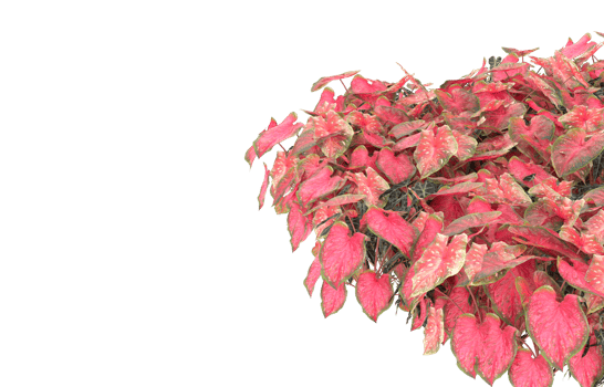 Realistic foliage isolated on transparent background. 3d rendering - illustration png