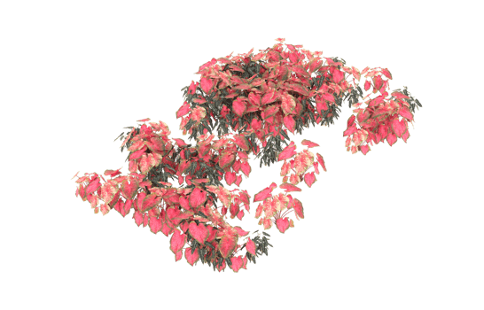 Realistic foliage isolated on transparent background. 3d rendering - illustration png
