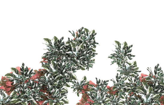 Realistic foliage isolated on transparent background. 3d rendering - illustration png