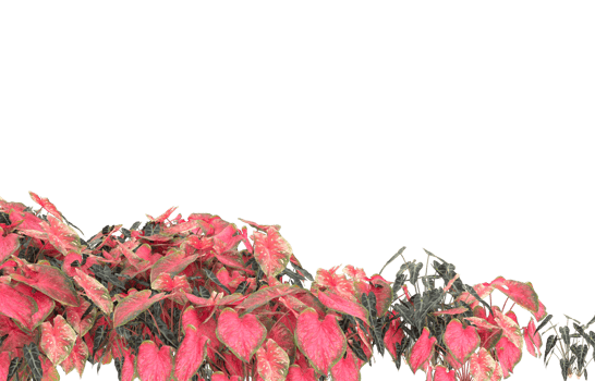 Realistic foliage isolated on transparent background. 3d rendering - illustration png