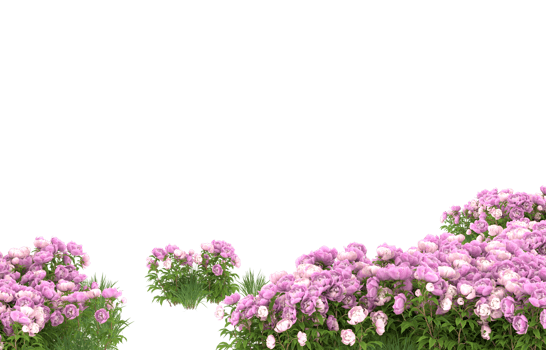 Realistic foliage isolated on transparent background. 3d rendering - illustration png