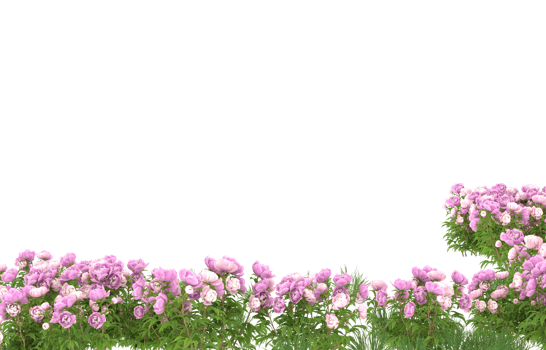 Realistic foliage isolated on transparent background. 3d rendering - illustration png