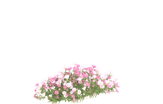 Realistic foliage isolated on transparent background. 3d rendering - illustration png