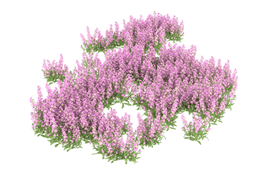 Realistic foliage isolated on transparent background. 3d rendering - illustration png