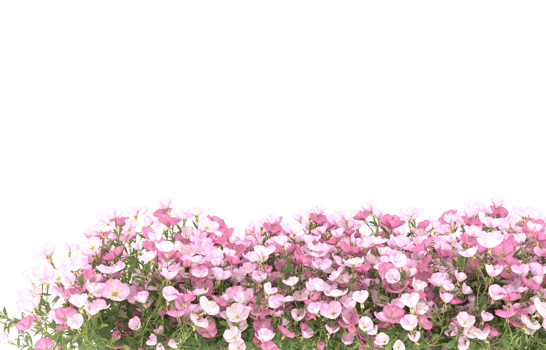 Realistic foliage isolated on transparent background. 3d rendering - illustration png