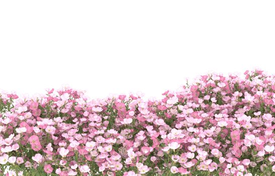 Realistic foliage isolated on transparent background. 3d rendering - illustration png