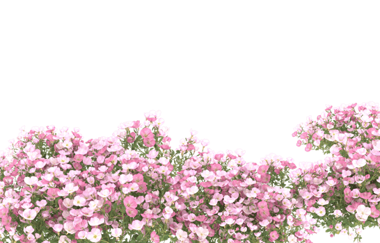 Realistic foliage isolated on transparent background. 3d rendering - illustration png