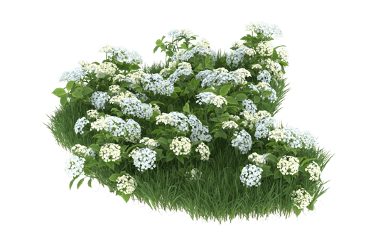 Realistic foliage isolated on transparent background. 3d rendering - illustration png