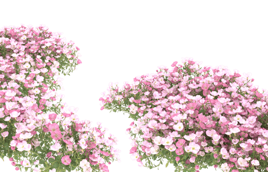 Realistic foliage isolated on transparent background. 3d rendering - illustration png