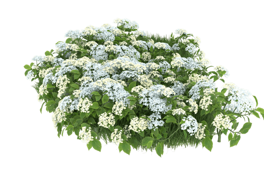 Realistic foliage isolated on transparent background. 3d rendering - illustration png