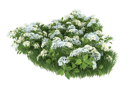 Realistic foliage isolated on transparent background. 3d rendering - illustration png