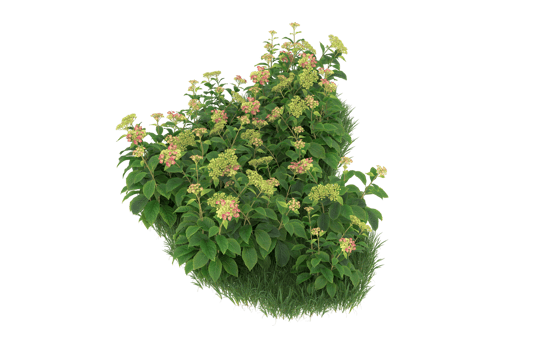 Realistic foliage isolated on transparent background. 3d rendering - illustration png