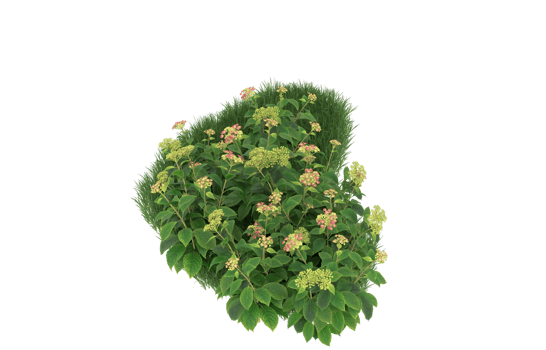 Realistic foliage isolated on transparent background. 3d rendering - illustration png