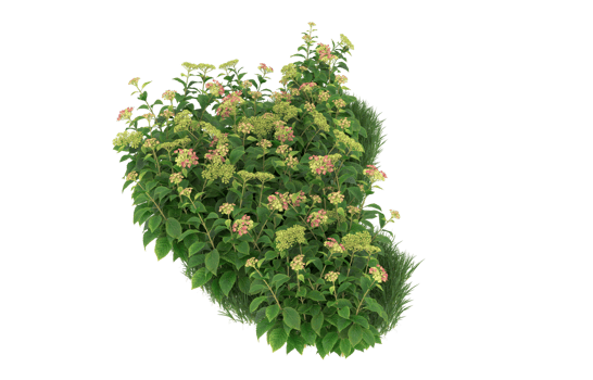 Realistic foliage isolated on transparent background. 3d rendering - illustration png