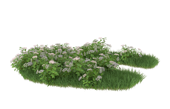Realistic foliage isolated on transparent background. 3d rendering - illustration png