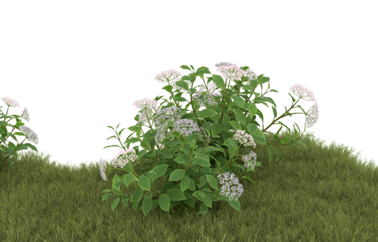 Realistic foliage isolated on transparent background. 3d rendering - illustration png
